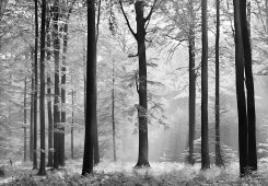 Fototapet träd i svart vit färg