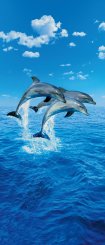 tre delfiner som fototapet