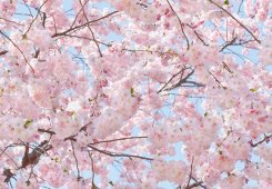 Fototapet med rosa blommor på träd