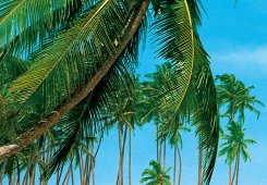 Fototapet från W+G med Söderhavstema palmer och blå hav