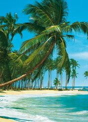 Fondtapet med palmer, hav och vit sandstrand
