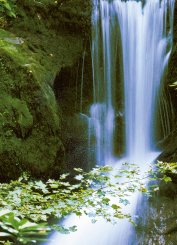 Närbild på skog och vattenfall som tapet