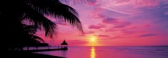 Tapet med palmer och solnedgång från Jamaica