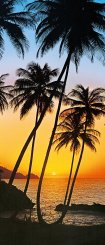 Tapet av foto med palmer i solnedgång soluppgång