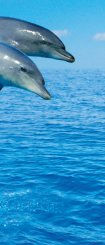 Fototapet med delfiner som hoppar i blått vatten