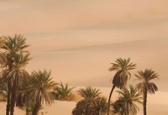 Närbild av fonstapet med öken och palmer