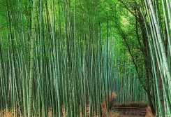 Närbild av fondtapet med bambu i grönt