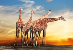 Fondtapet med giraffer i solnedgången