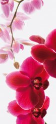 Rosa orkidé