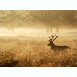 Foto tapet med natur och en hjort i gyllene färger