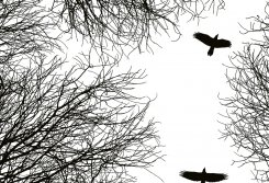Fåglar och träd som fondtapet i close up närbild