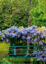 Monet‘S Garden In France