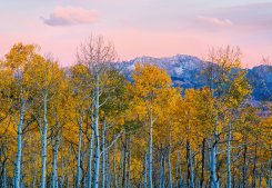 Birches And Mountains