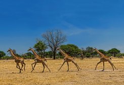 Running Giraffes