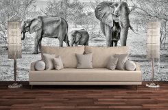 Elephant Family