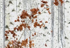 White Birch Forest