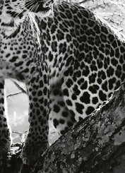 Leopard On Tree