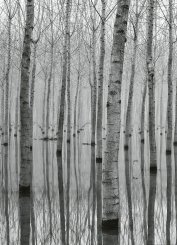 Birch Forest In The Water