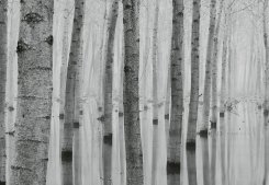 Birch Forest In The Water
