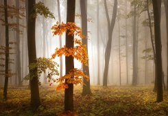 Foggy Autumn Forrest