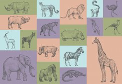 Animal Illustrations