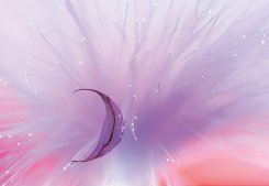 Pastel Leaf