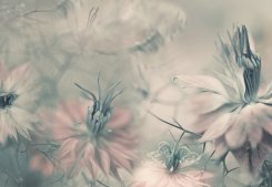 Nigella Flowers
