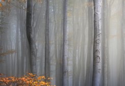 Foggy Forest