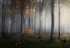 Foggy Forest