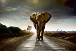 WALKING ELEPHANT