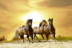 HORSES IN SUNSET