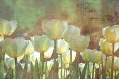 White Tulips Abstract