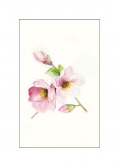 Magnolia Collage