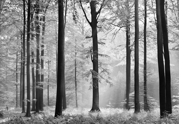 Fototapet träd i svart vit färg