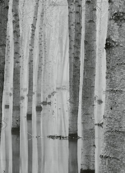 Birch Forest In The Water