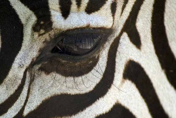 Zebra i närbild