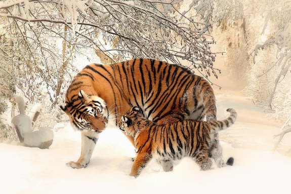 Tigrar i snön