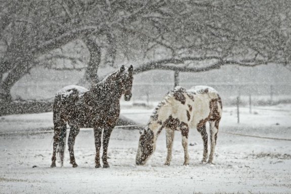 Hästar i snön