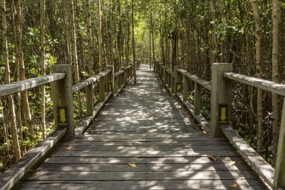 MANGROVE FOREST