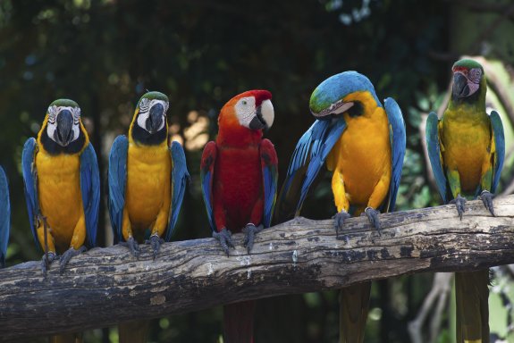 COLOURFUL MACAW
